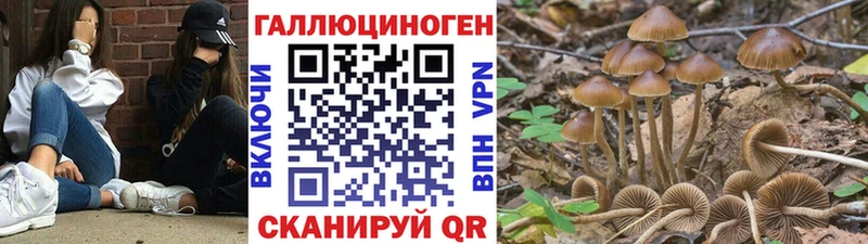 Псилоцибиновые грибы мухоморы  купить наркоту  Жиздра 